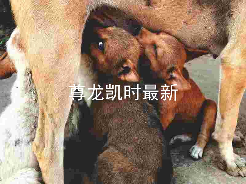 尊龙凯时最新